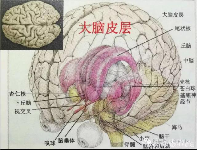 中國(guó)腦健康日關(guān)注“頭”等大事,中國(guó)腦科技的未來(lái)是什么?