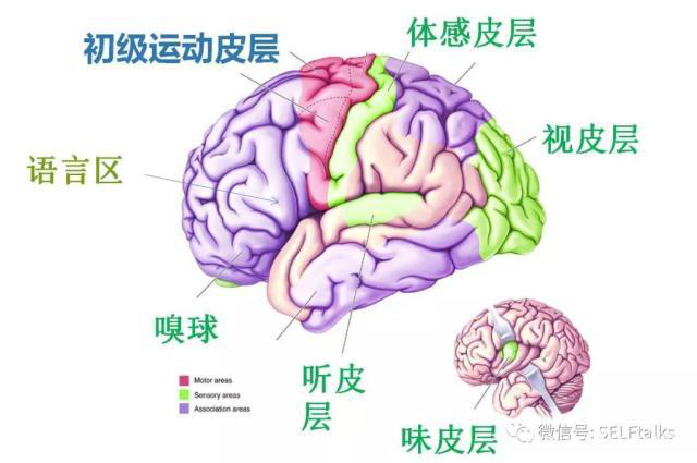 中國(guó)腦健康日關(guān)注“頭”等大事,中國(guó)腦科技的未來(lái)是什么?